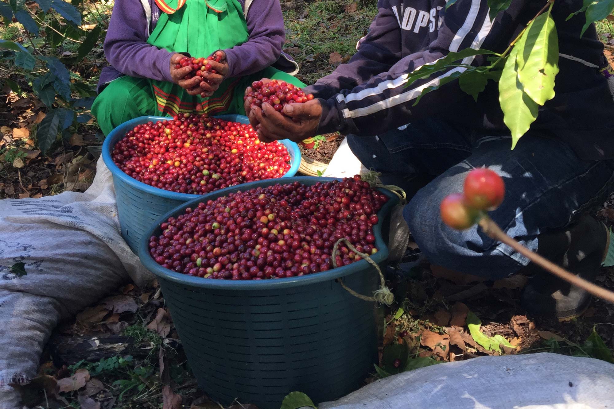 International Coffee Farms Corporation Panama