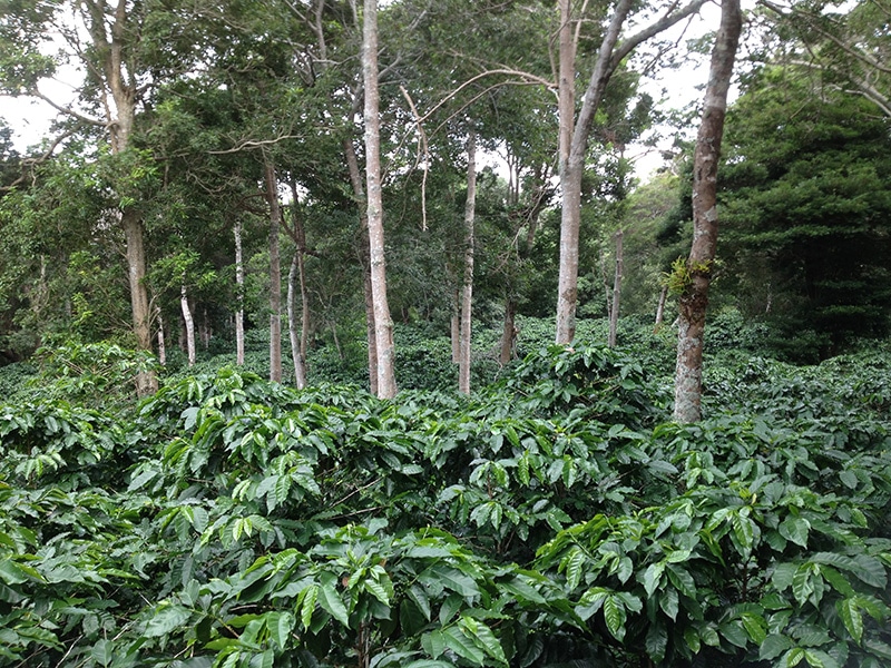 International Coffee Farms Corporation Panama