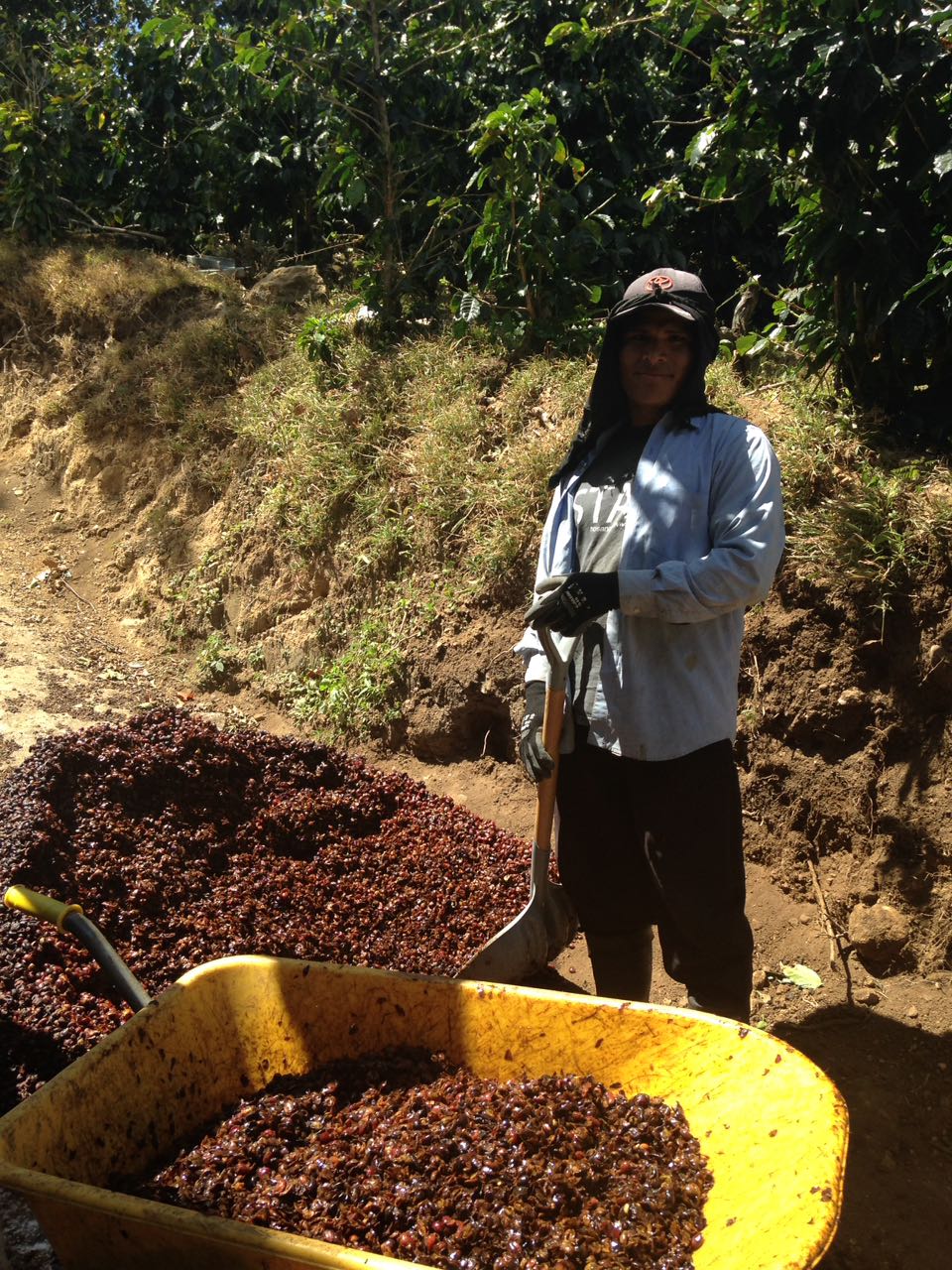 International Coffee Farms Corporation Panama