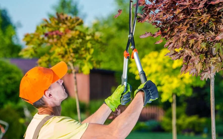 The Importance of Proper Tree Maintenance and How to Care for Your Trees