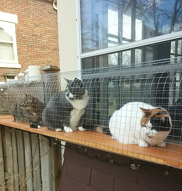 Outdoor Cat Jungle Gym Cuckoo4Design