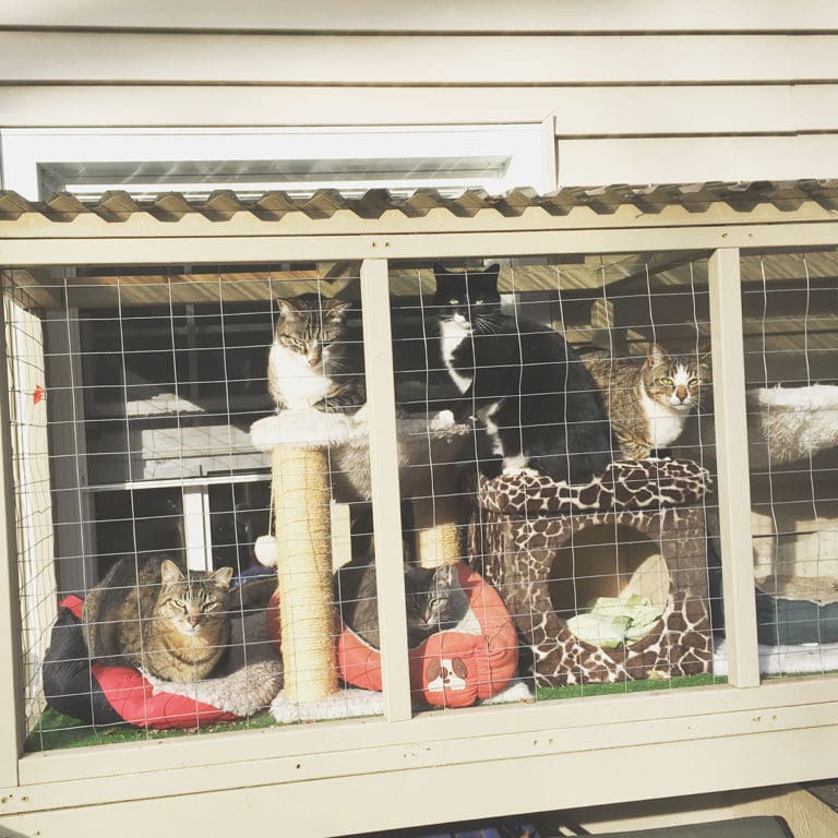 Easy DIY Cat Enclosure to keep your indoor cats happy and safe