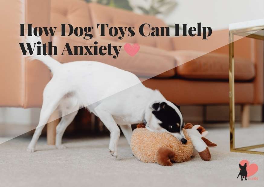 How Dog Toys Can Help With Anxiety