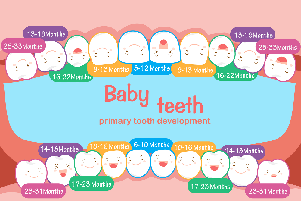 Why do babies get fever when teething