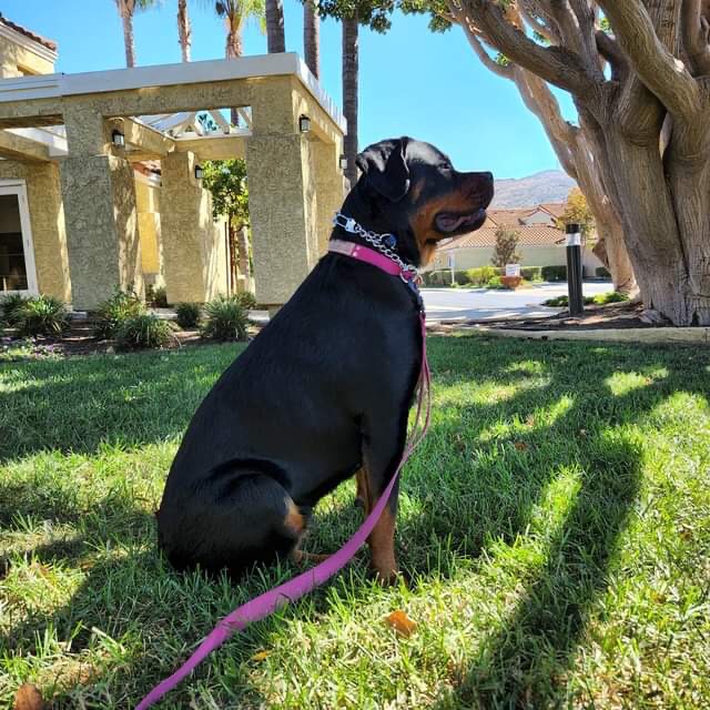 Cuddle Paws Pet Sitting The Perfect Companion for Your Pets