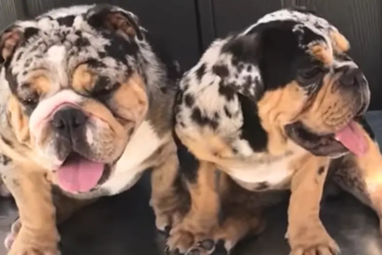 10 Things They Don't Tell You About Merle English Bulldogs(03)