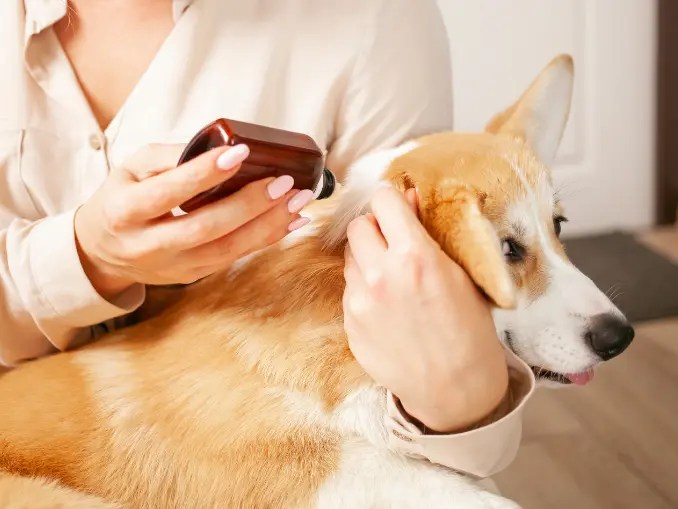 Can Dogs Get Bug Bites? Everything You Need to Know