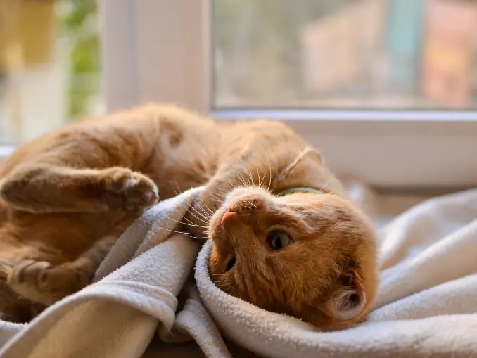 Cat Rolling 101 Why Does My Cat Roll Around on the Floor?