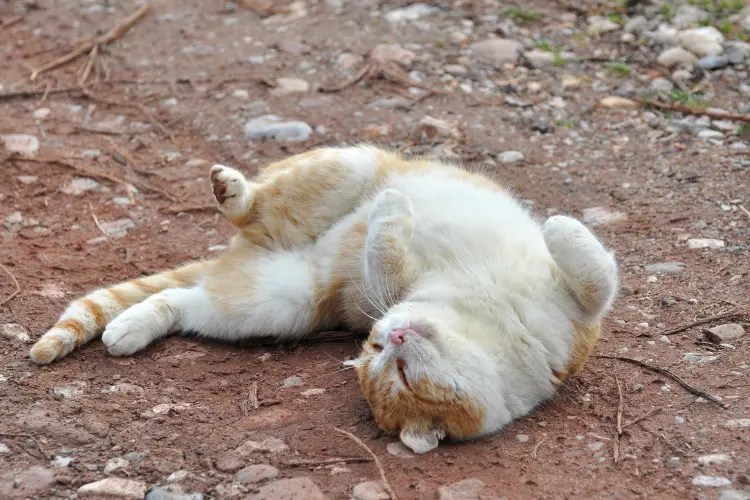 Cat Rolling 101 Why Does My Cat Roll Around on the Floor?