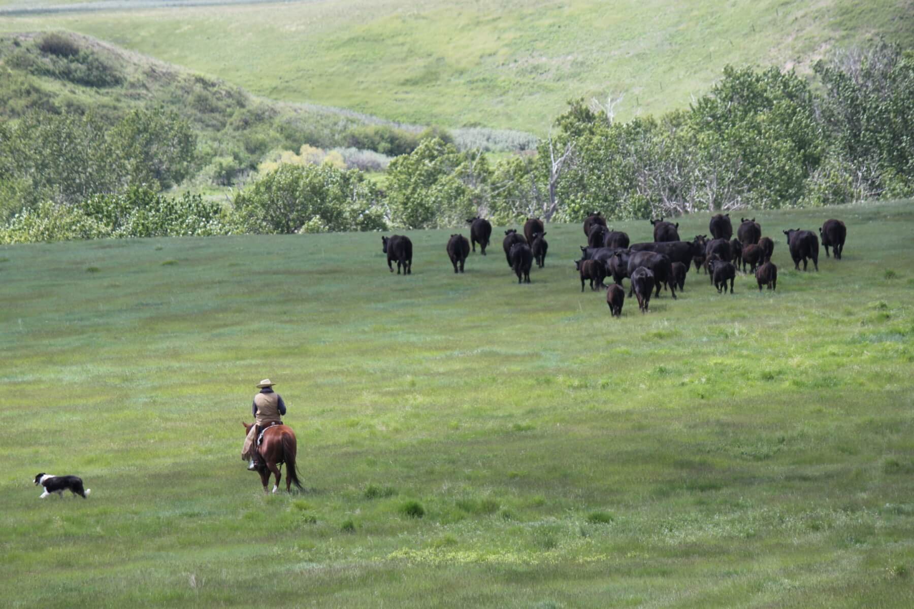 Home Cudlobe Angus Angus Cattle Stavely, AB