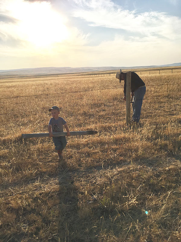 Around the Ranch Cudlobe Angus Angus Cattle Stavely, AB