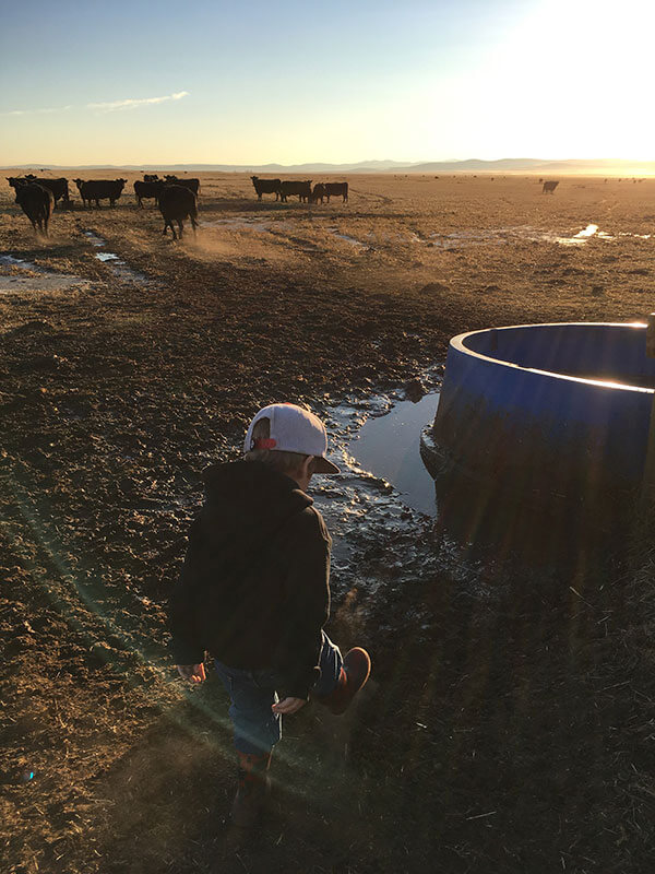Around the Ranch Cudlobe Angus Angus Cattle Stavely, AB