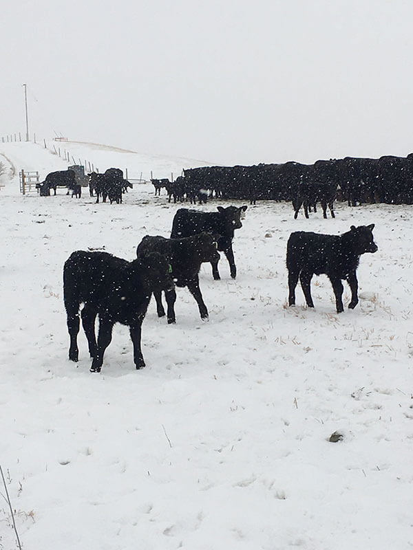 Around the Ranch Cudlobe Angus Angus Cattle Stavely, AB
