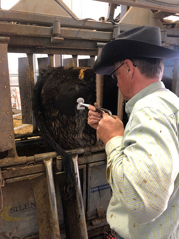 Around the Ranch Cudlobe Angus Angus Cattle Stavely, AB