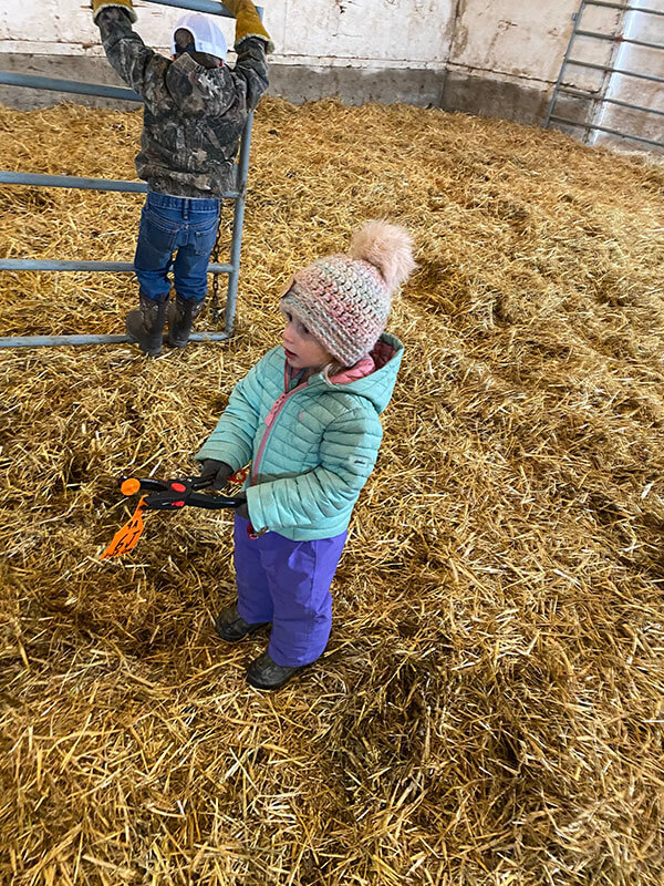 Around the Ranch Cudlobe Angus Angus Cattle Stavely, AB