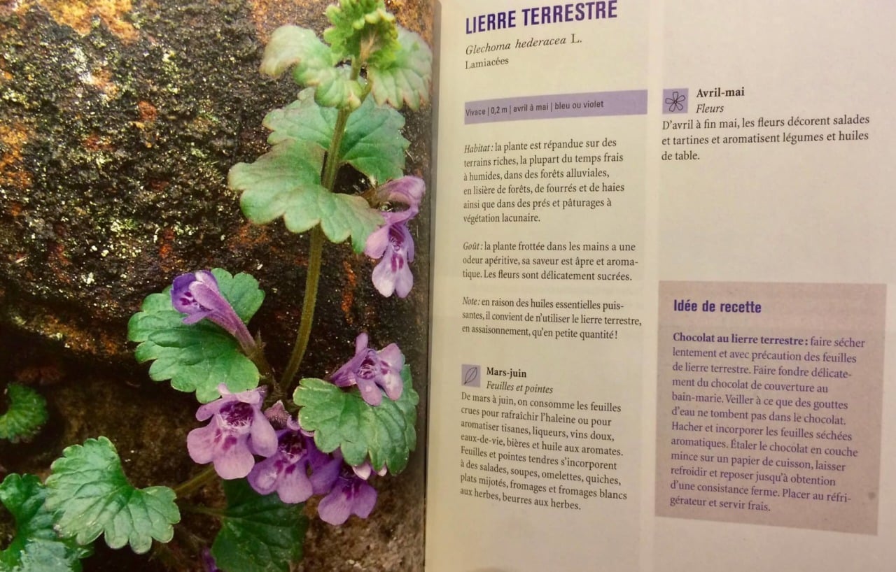 Les meilleurs livres pour reconnaître les plantes sauvages