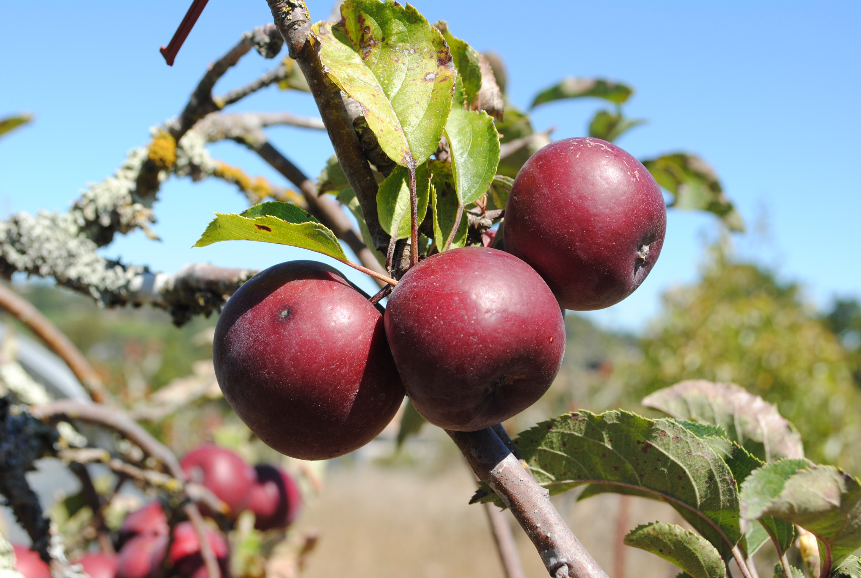 Fruit Trees Home Gardening Apple, Cherry, Pear, Plum Fruit Trees In