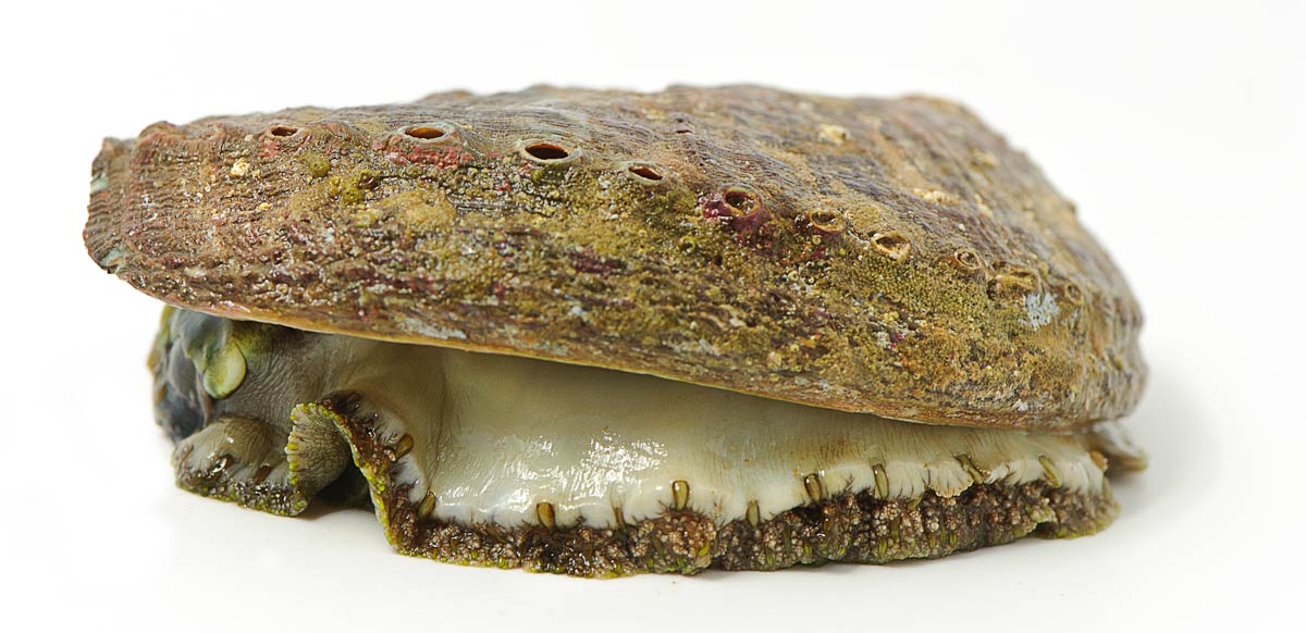 Comment préparer les ormeaux