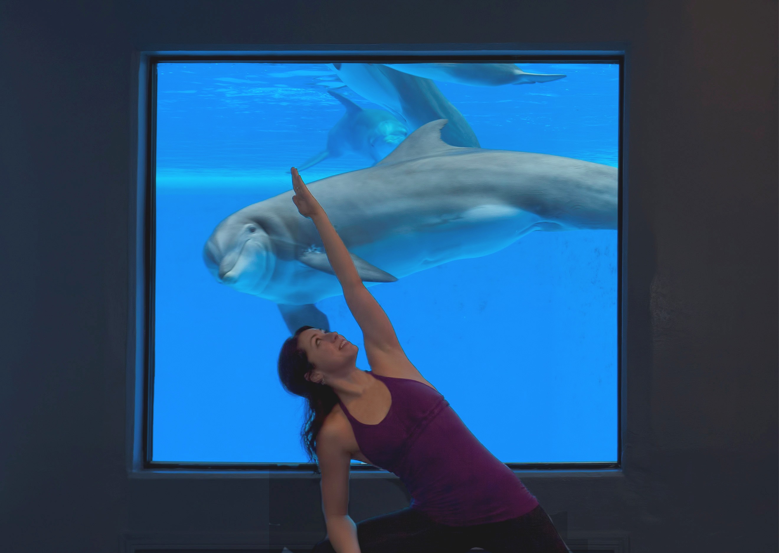 The Mirage Resort In Las Vegas Offers Yoga Among The Dolphins CUISINEIST