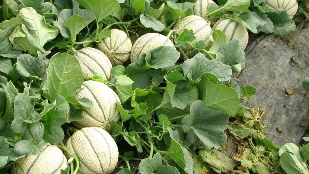 Comment faire pousser des melons à partir d’une graine ? Cuisine Momix