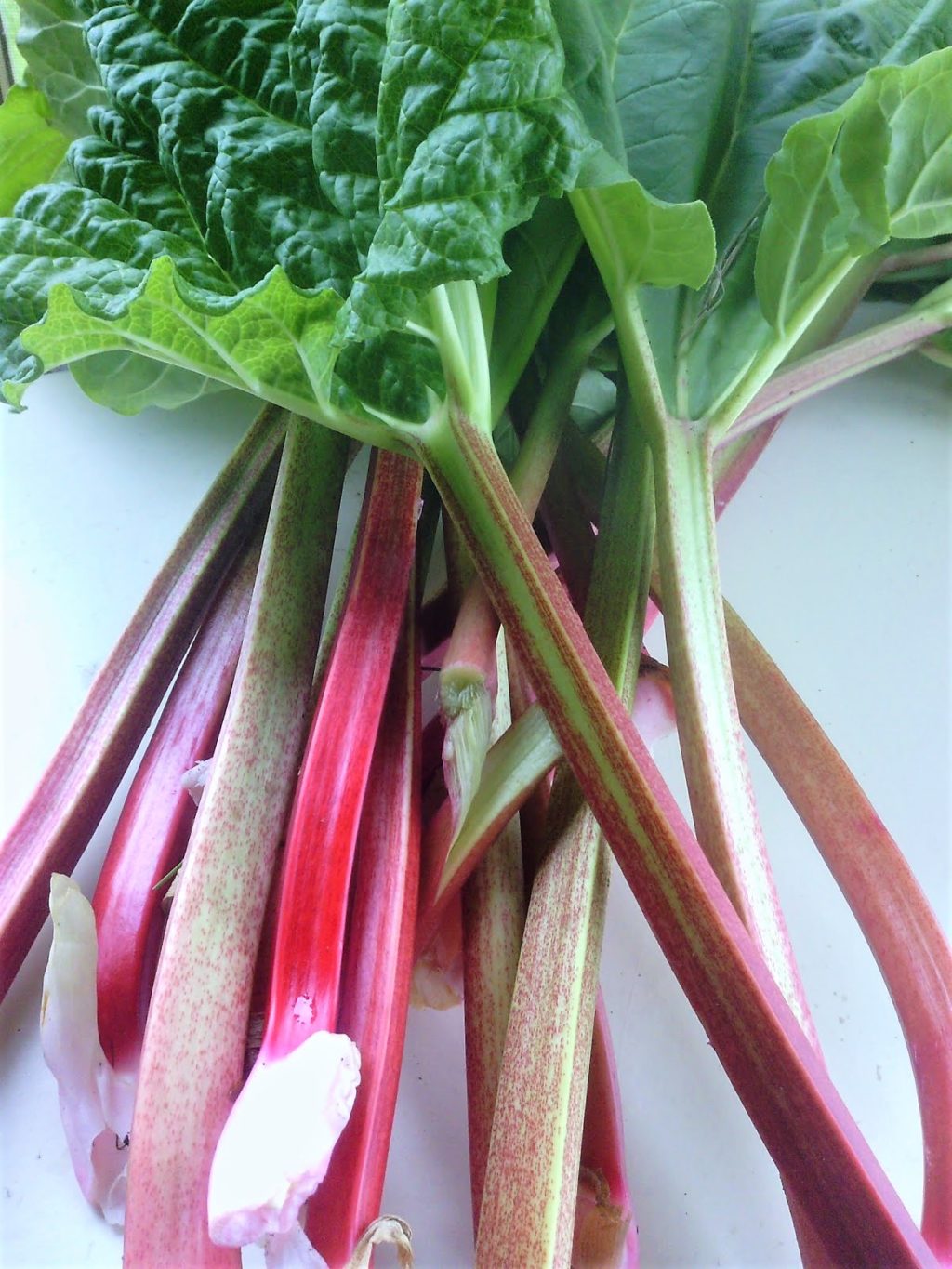 cuisiner la rhubarbe comme un légume