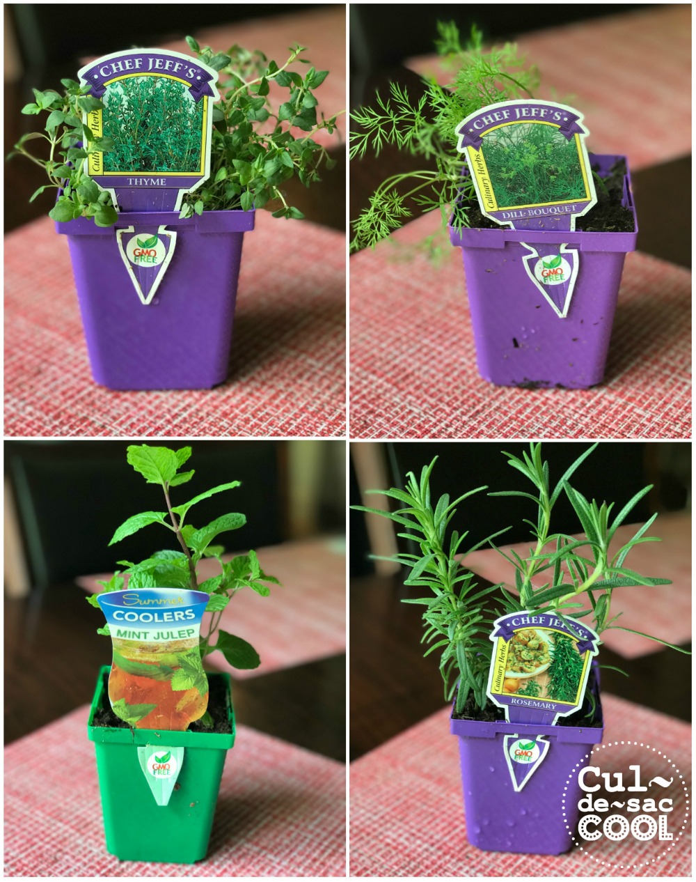 DIY Potted Herb Gift Perfect for Mother's Day or Teacher Appreciation