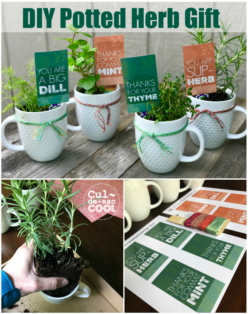 DIY Potted Herb Gift Perfect for Mother's Day or Teacher Appreciation