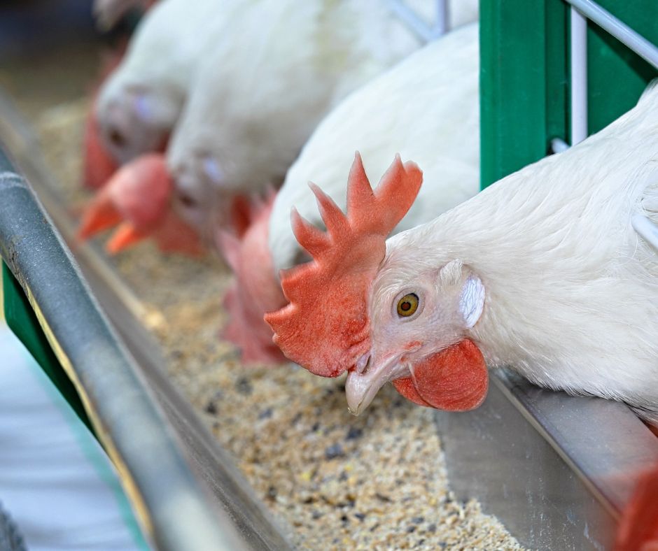 Is Arsenic Really Used In Chicken Feed? CulinaryLore