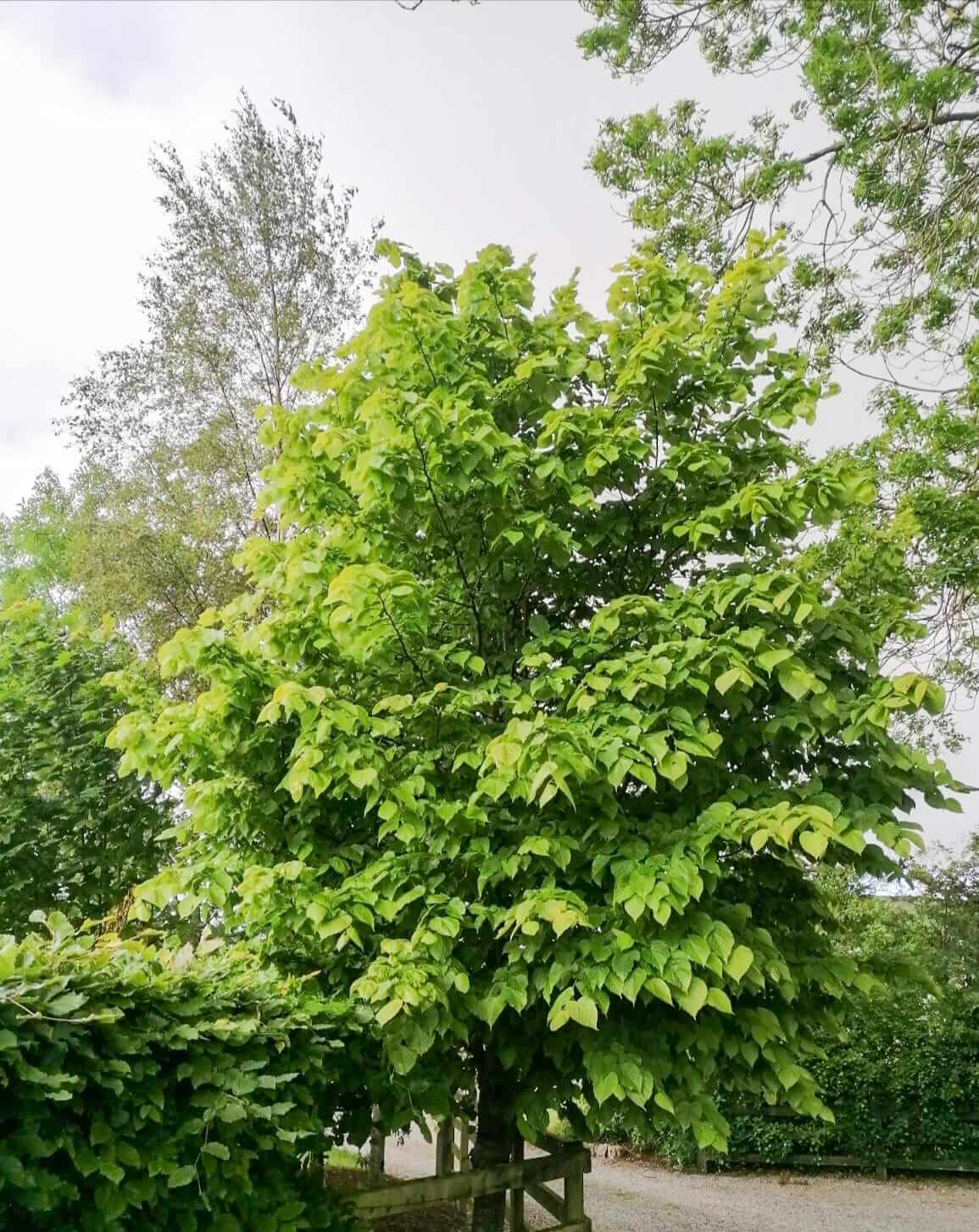 Lime Trees, Buy Quality Trees Online Cullen Nurseries Nationwide