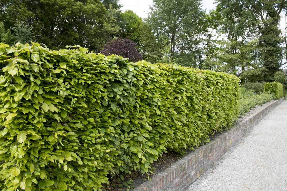 A Guide to Planting A Beautiful Beech Hedge Cullen Nurseries 086