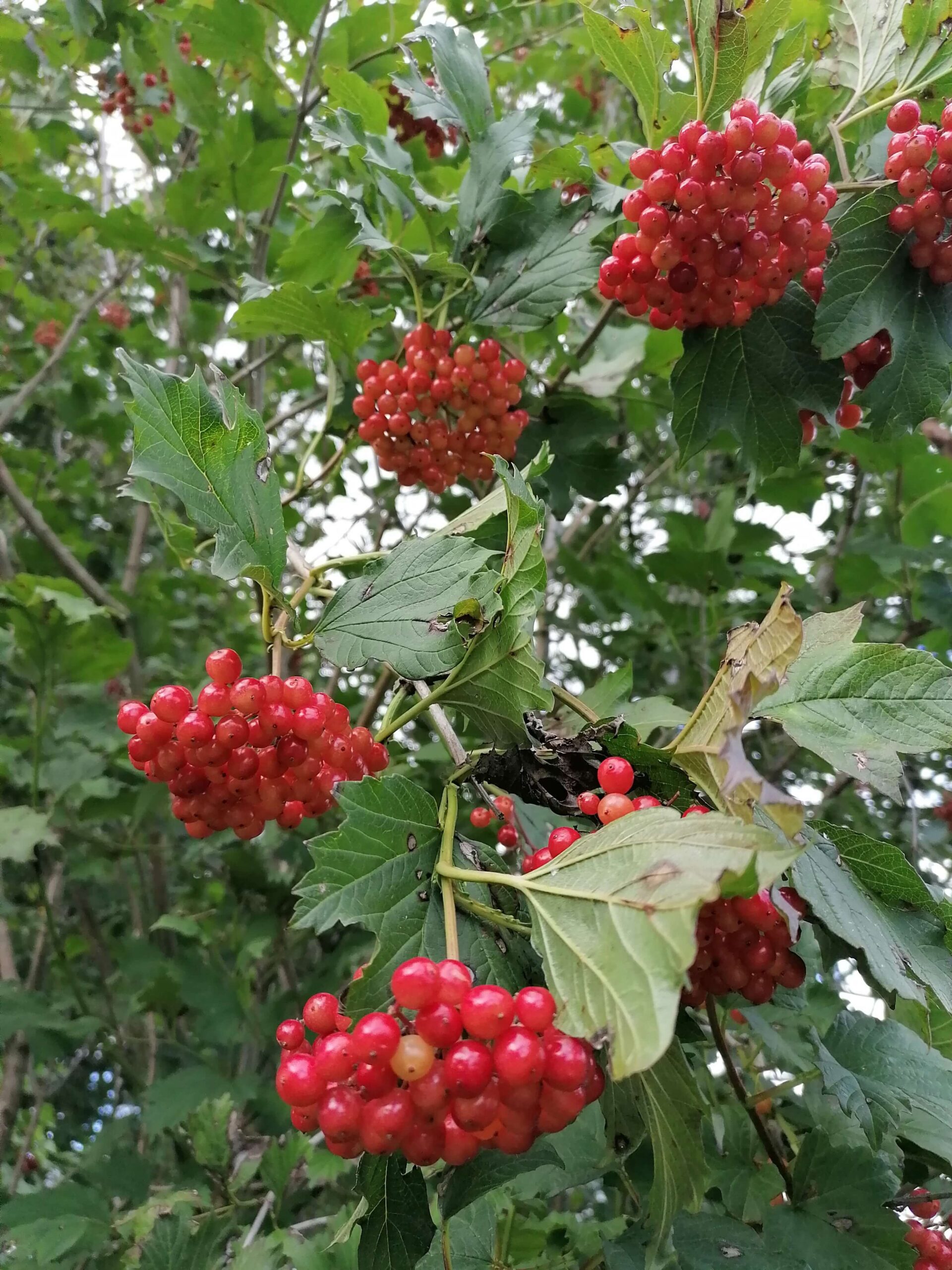 Quality Guelder Rose Hedging Plants Viburnum opulus 23ft Buy
