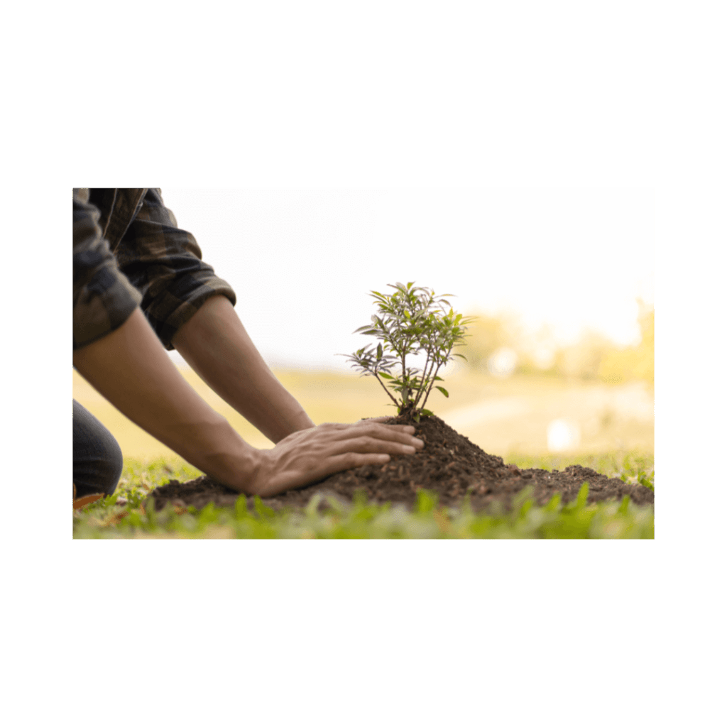 Buy Quality Small Garden Trees Ireland Cullen Nurseries 085 7762634