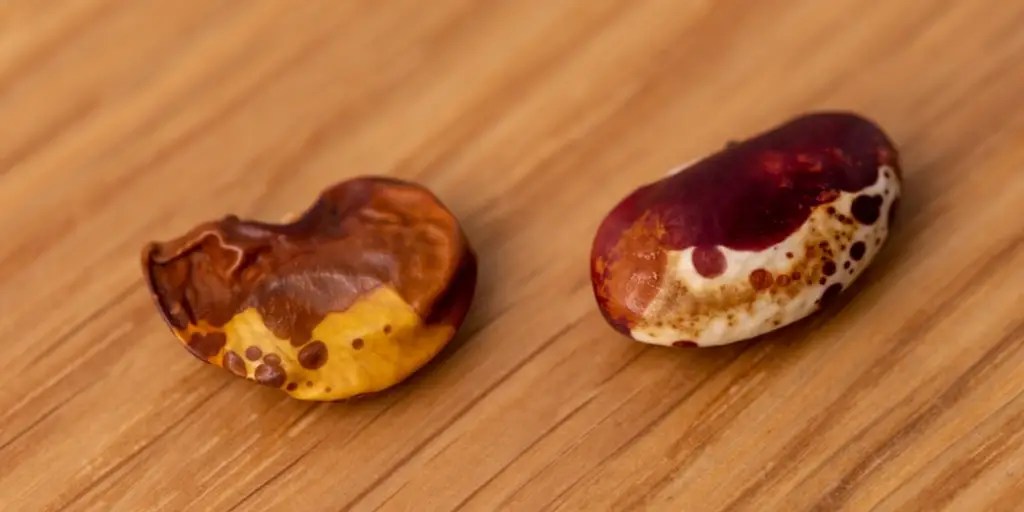 How To Tell If Beans Are Bad? Cully's Kitchen