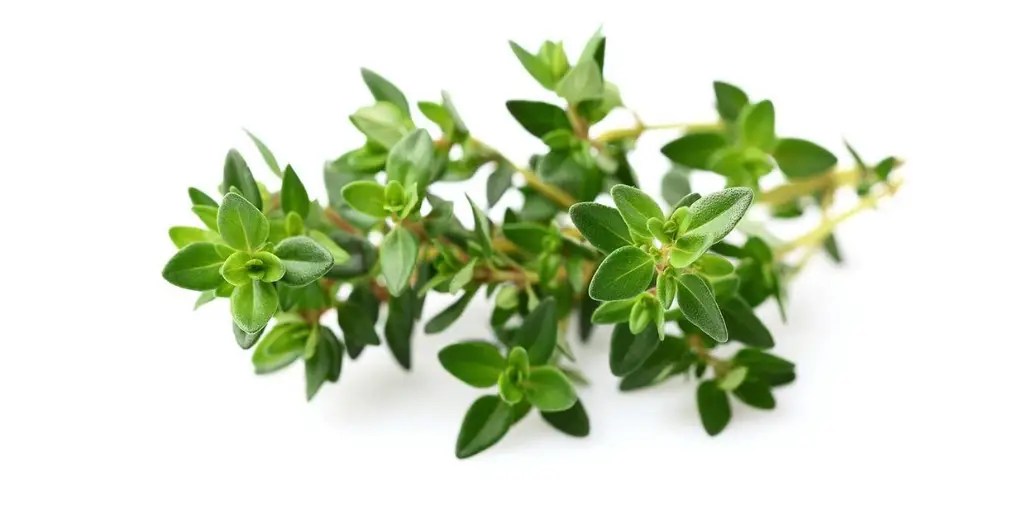 Thyme Nutrition Facts Cully's Kitchen