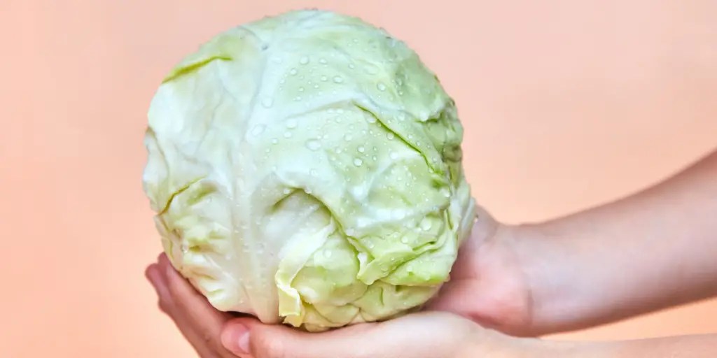 When Does Cooked Cabbage Go Bad at Michael Baines blog