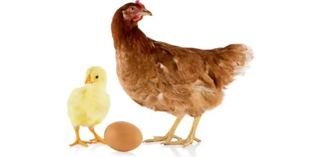 How Are Chicken Eggs Fertilized? Cully's Kitchen