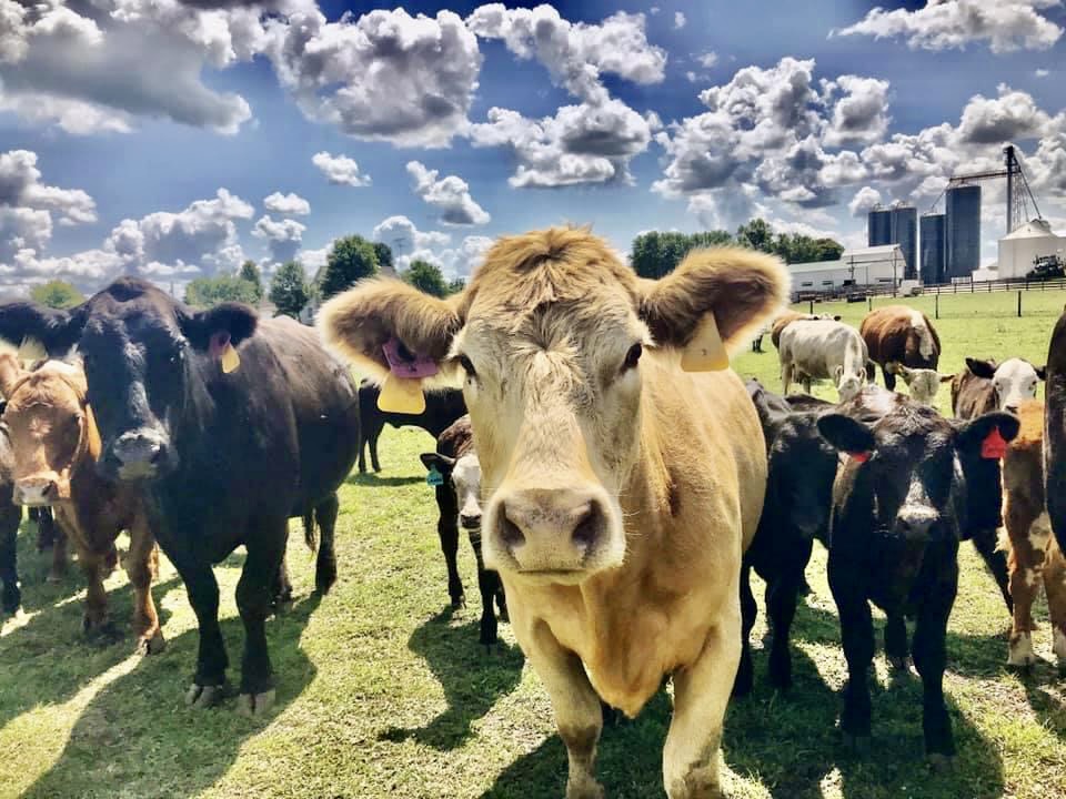 Why do you have both cows/calves and feedlot cattle? Do they require
