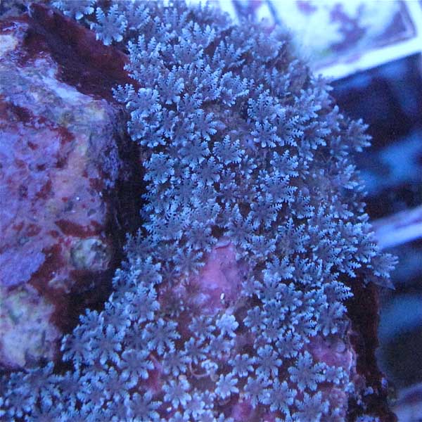 Blue Star Polyps Cultivated Reef
