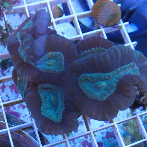 Candy Cane Coral Cultivated Reef