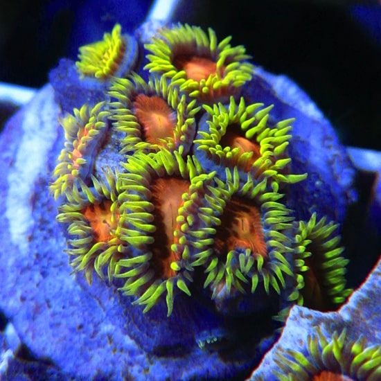 Yellow Brick Road Zoanthids Cultivated Reef