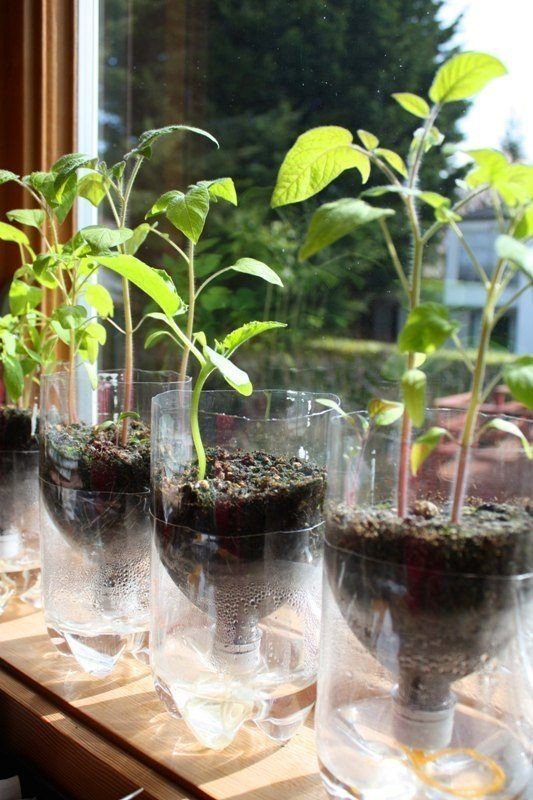 Plastic Water Bottle Garden 6 Proven Tips for Herbs and Vegetables