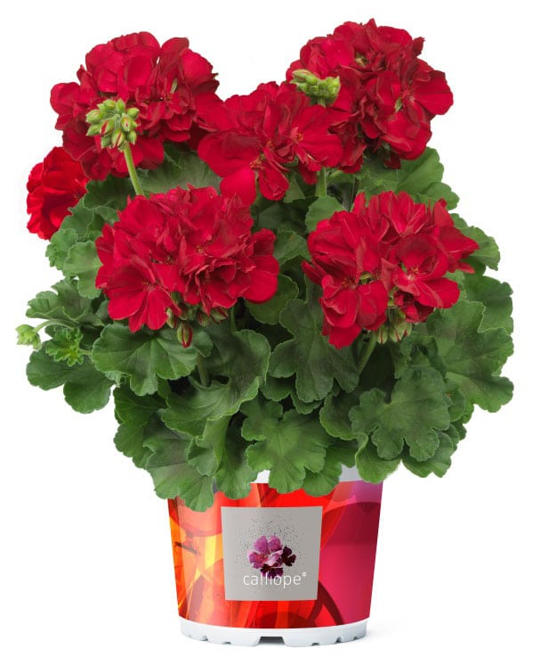 Calliope® Geranium advice Cultivation Street