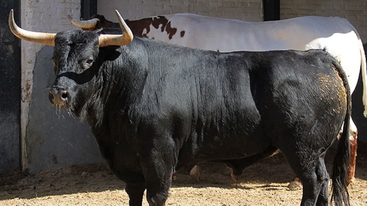 Plaza 1 define la ganadería del Domingo de Resurrección en Las Ventas