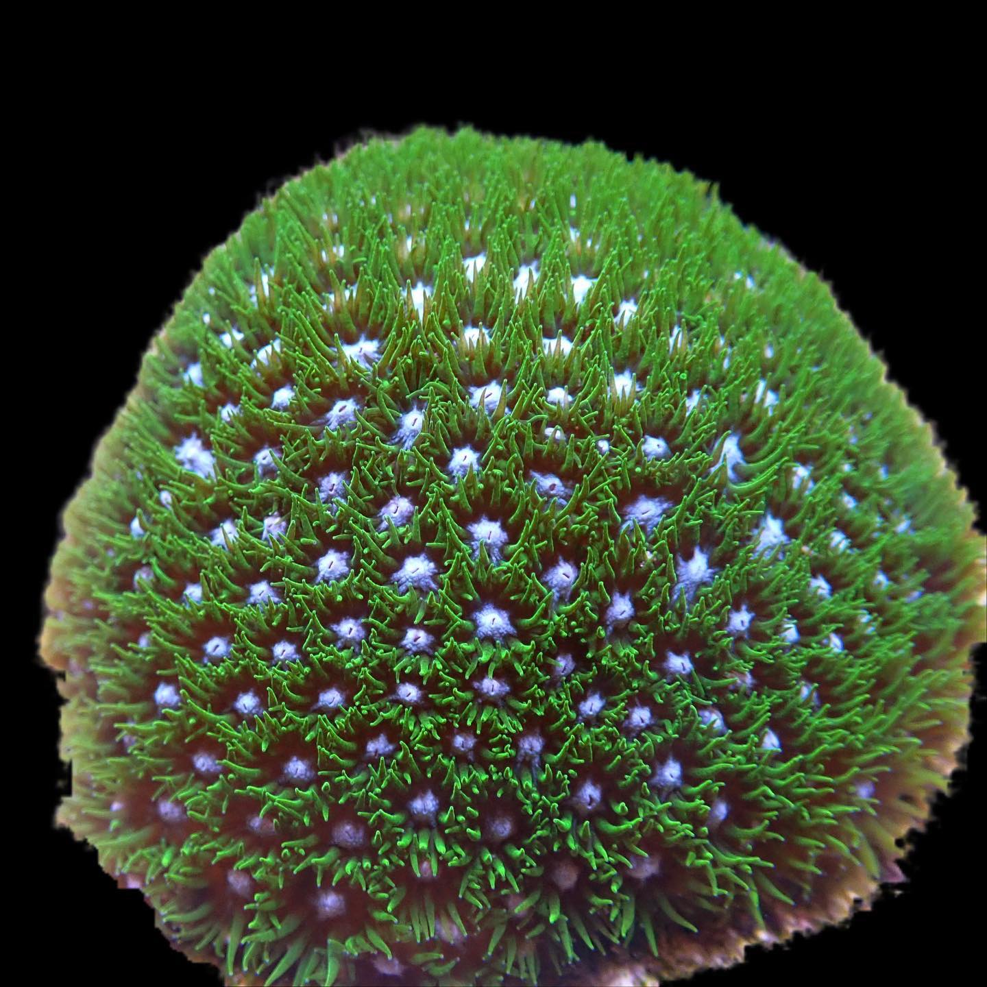 Blueberry Fields Leptastrea Cultured By Science