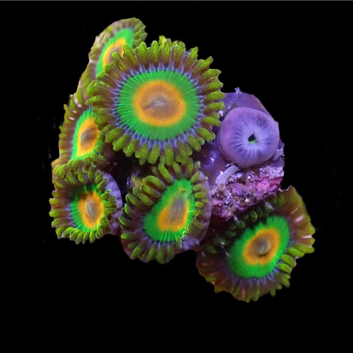 Rasta Zoa Cultured By Science