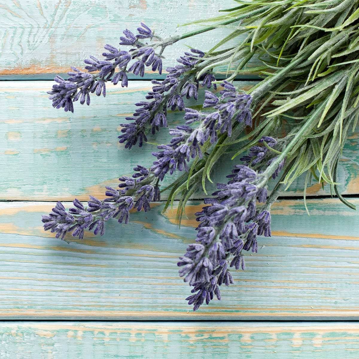 Rosemary vs. Lavender Two Culinary Herbs to Try