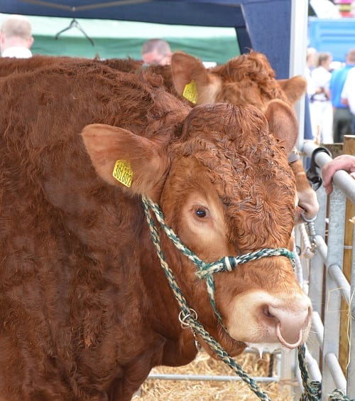 Penrith Show makes a move