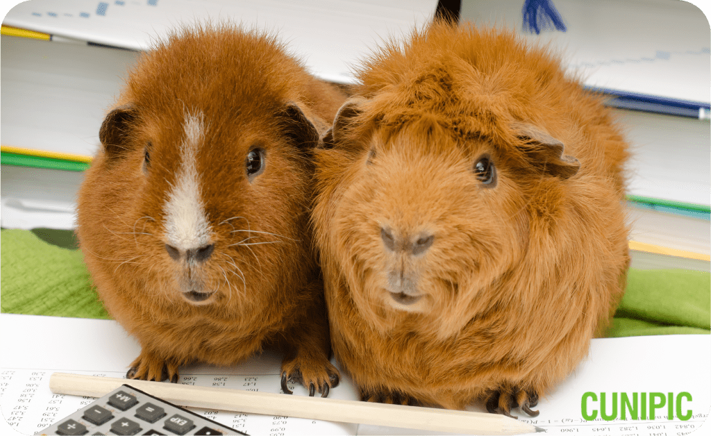 Guinea pigs and training Cunipic
