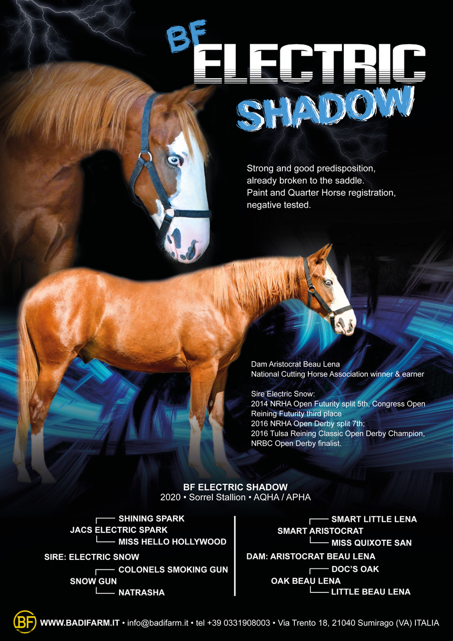 485 ️ BF ELECTRIC SHADOW (2020) • Reining & Working Cow Futurity