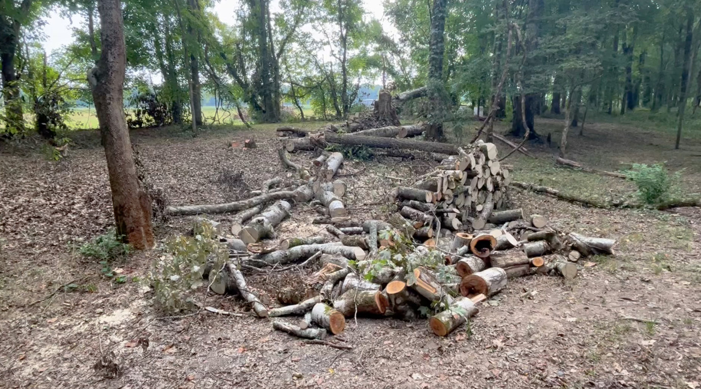 Craftsman S205 20″ Chainsaw Review - Cupcake and Cornbread